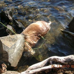 Lesvos2010 12 (5)